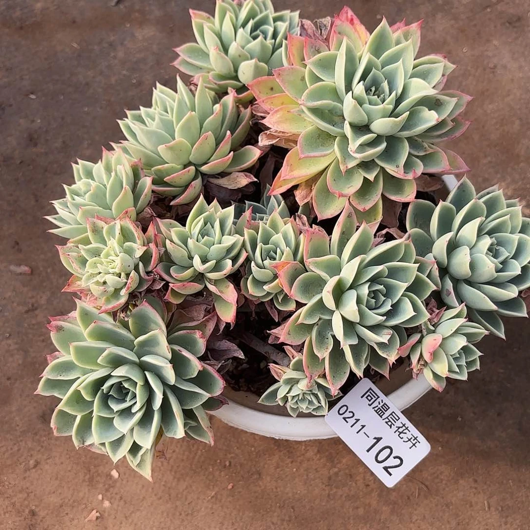 同温层多肉102三色堇