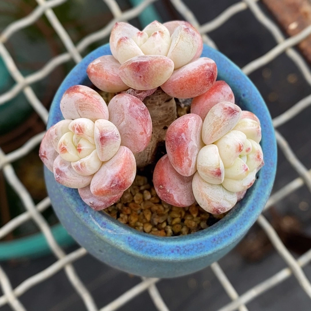 冷香老桩带盆发货