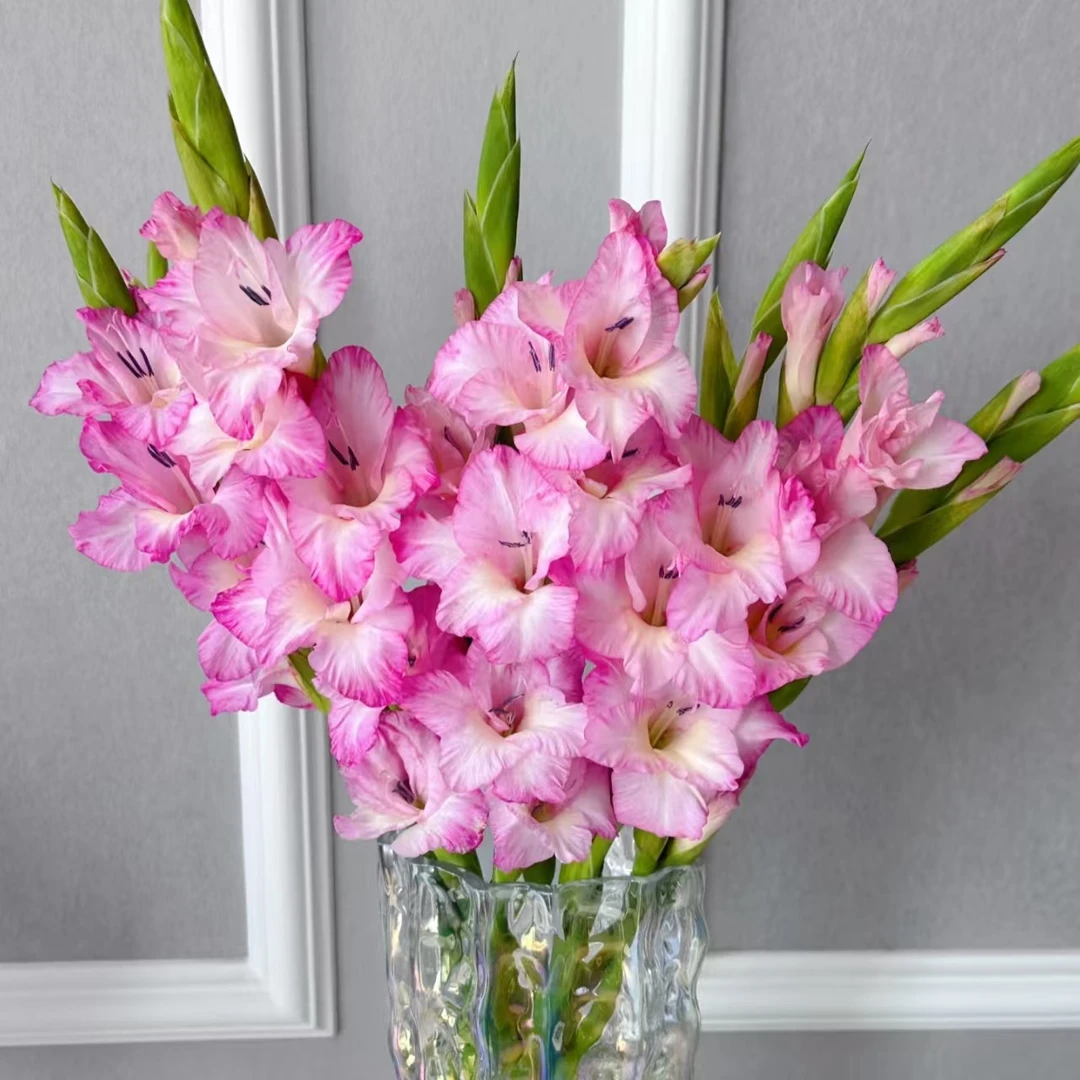 【 剑兰彩雀A级】剑兰居家办公室插花品质保证东北基地包邮