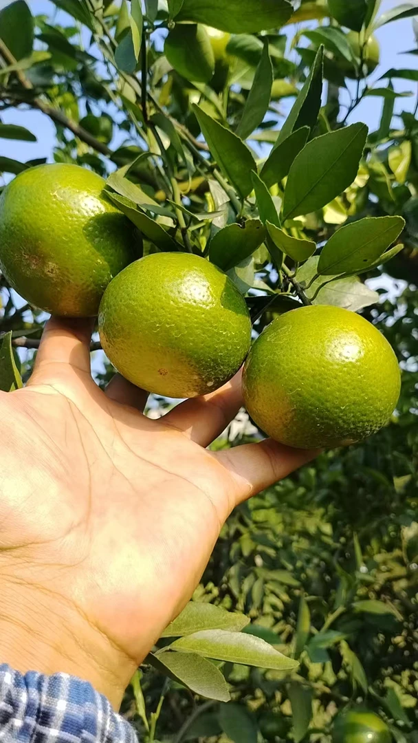 新潮贡柑园当季新鲜贡柑，皮薄肉厚，柑味浓香，清甜爆汁，果园直发。