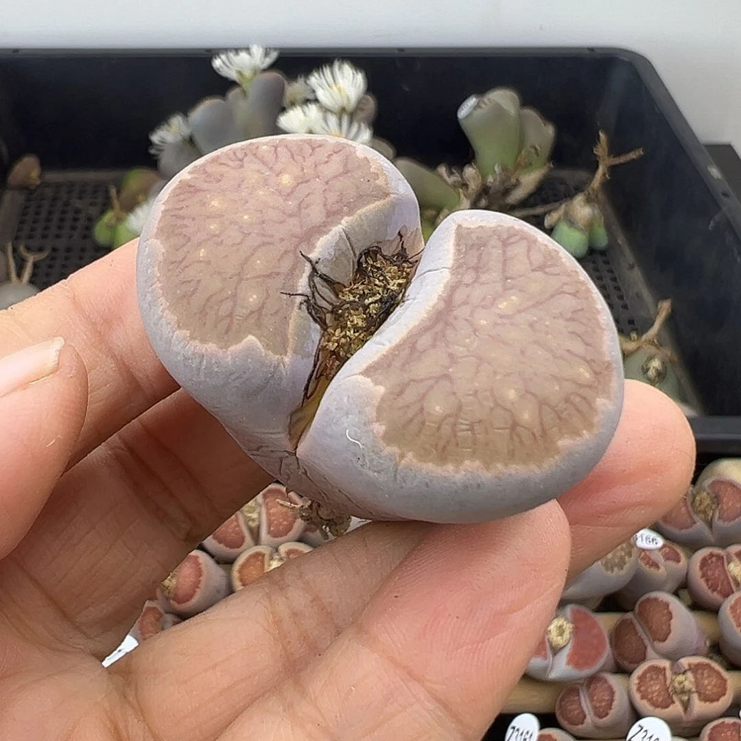 5518巨无霸菊清了1111111