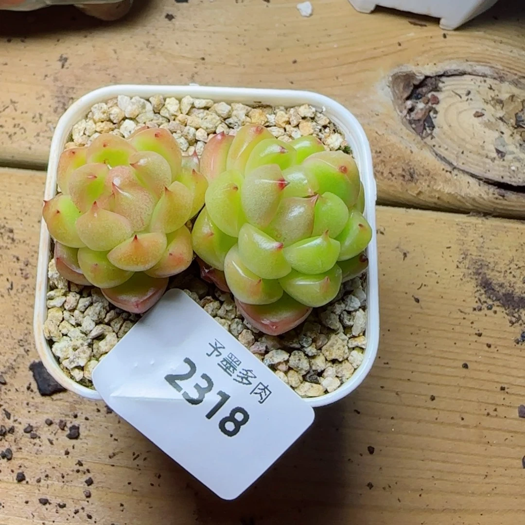 空灵珍妮，2318多肉植物