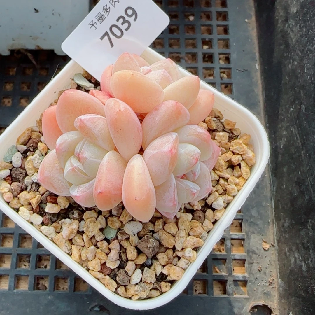 冰玉福利，7039多肉植物