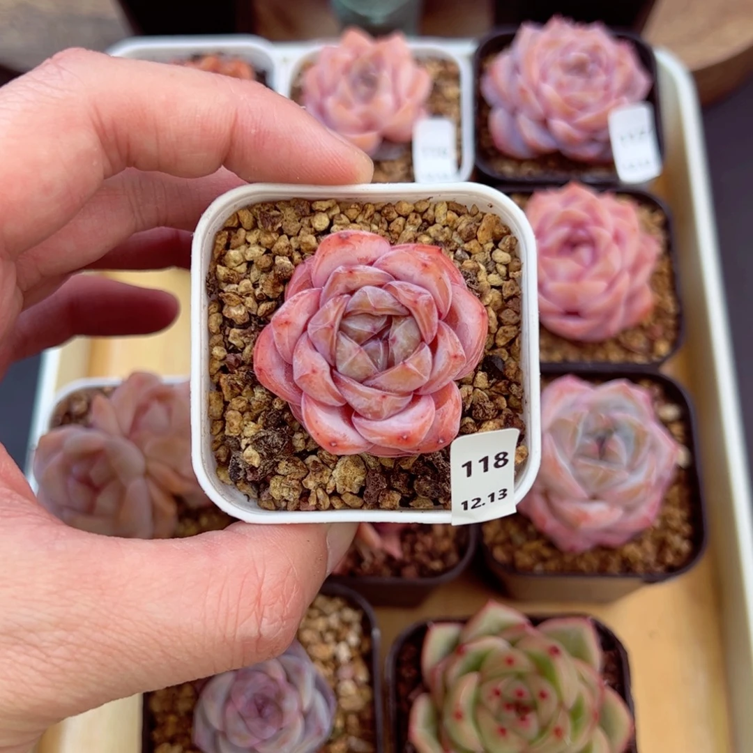 好好看118、哈哈哈哈