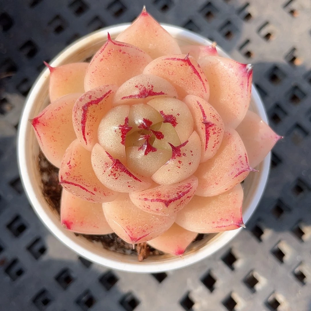 优选麦秆福利454