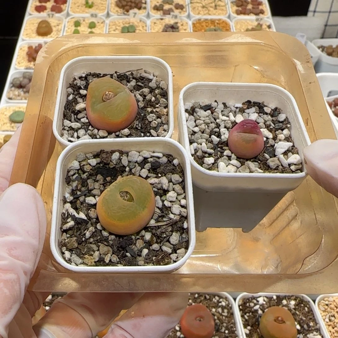 嘟*熊肉锥多肉植物百科1-1414