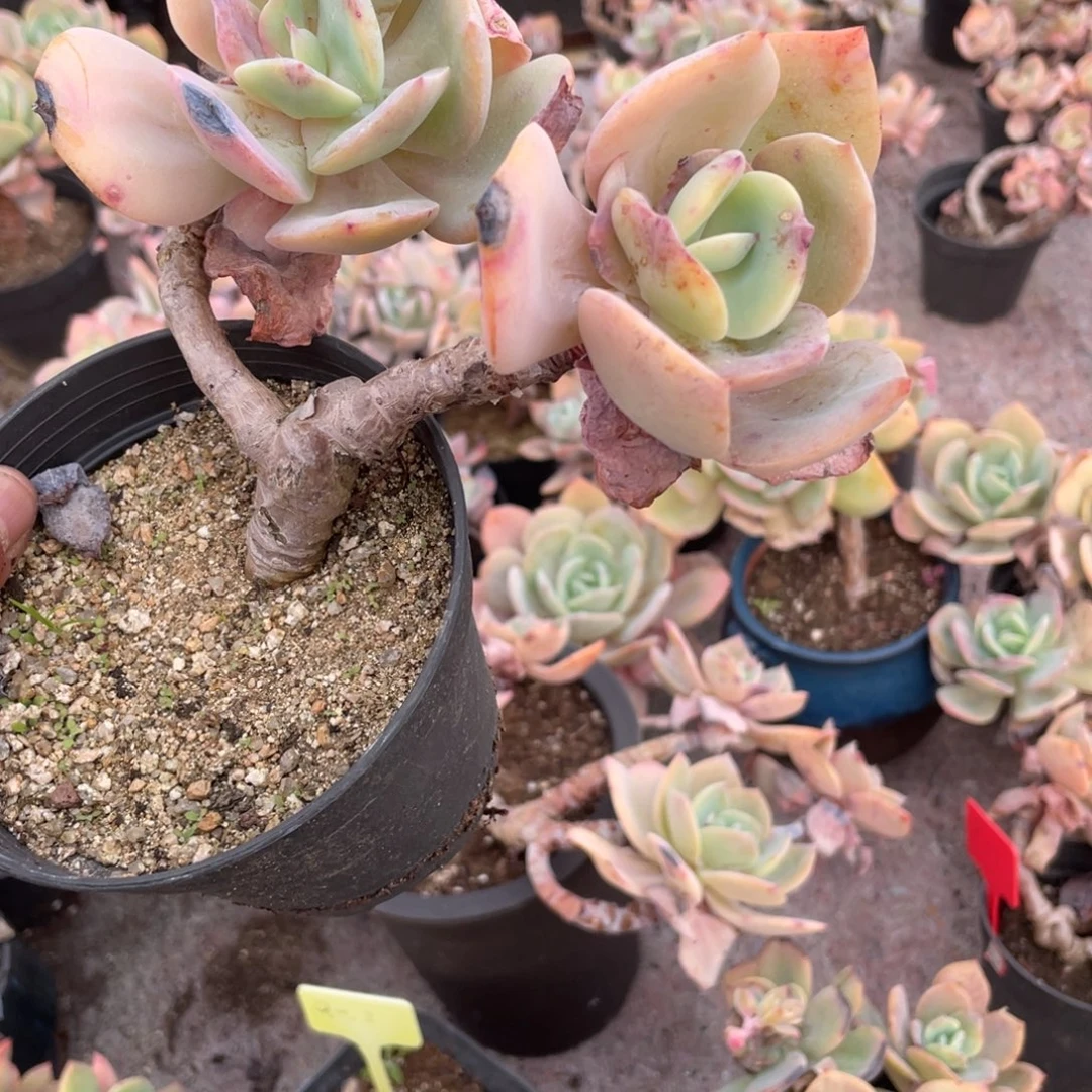 左***美0435  白凤  六月六