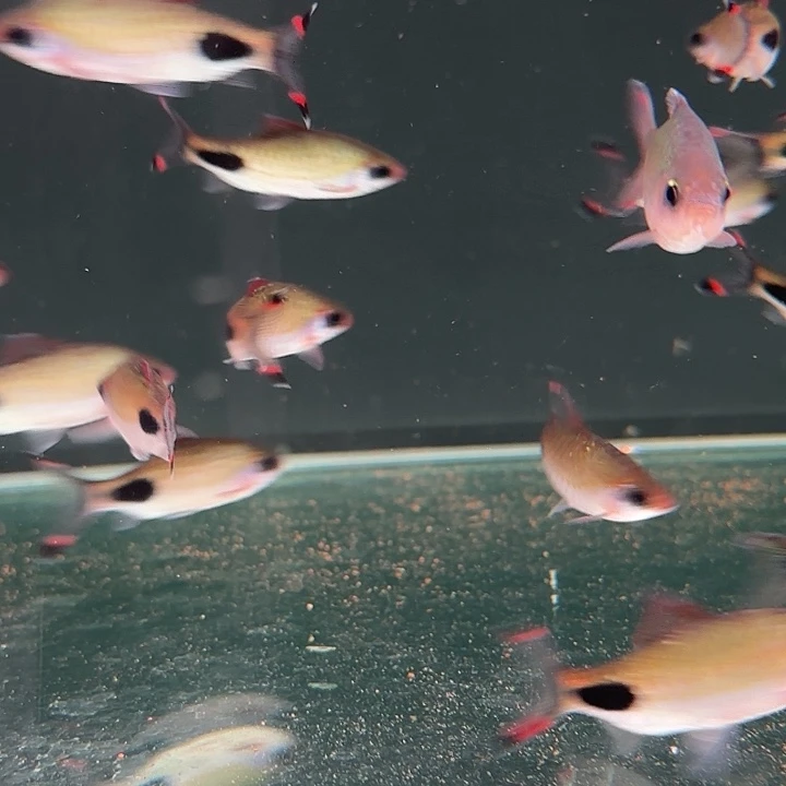 灯科鱼Ys红唇黑影道人七厘米一条