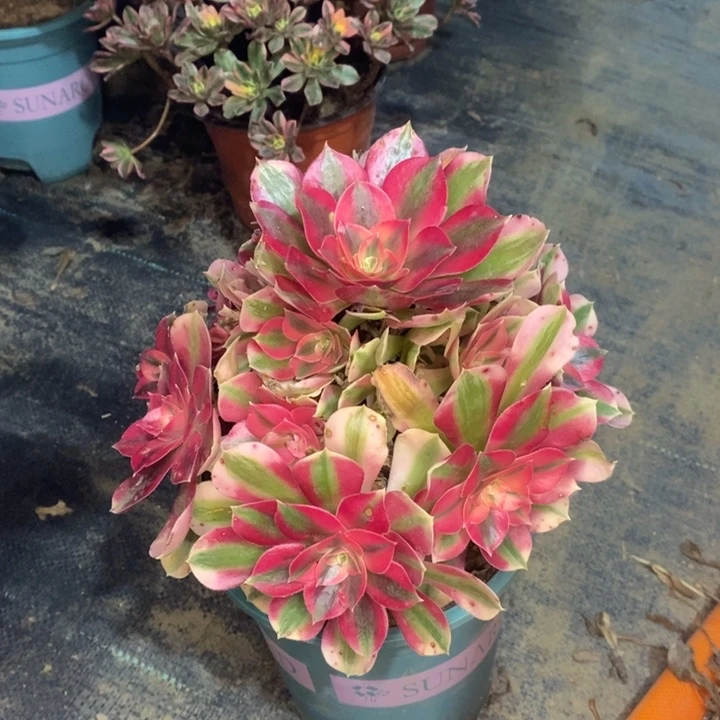 粉女巫多肉植物095