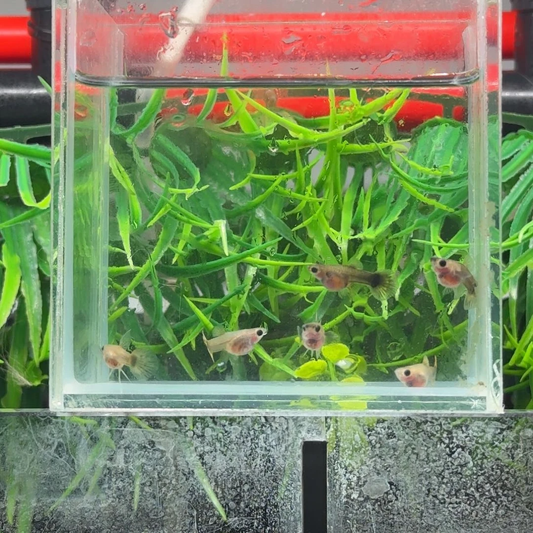 孔雀鱼小蜜蜂母鱼6条