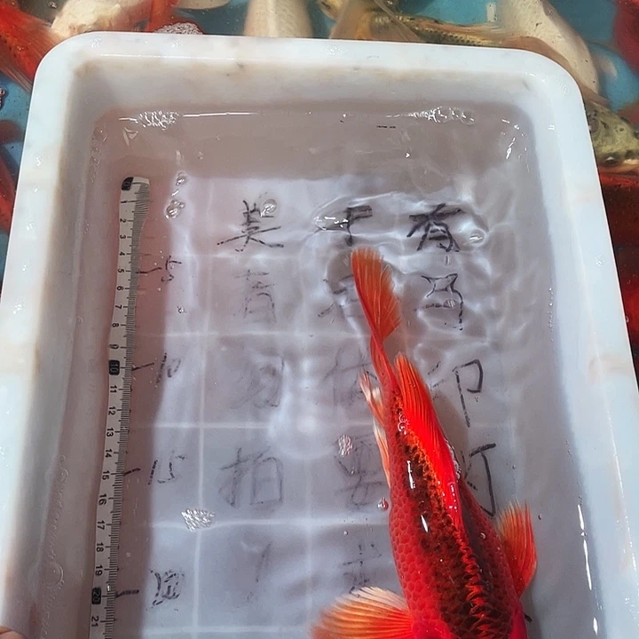 蝴蝶鲤鱼渔场直发65