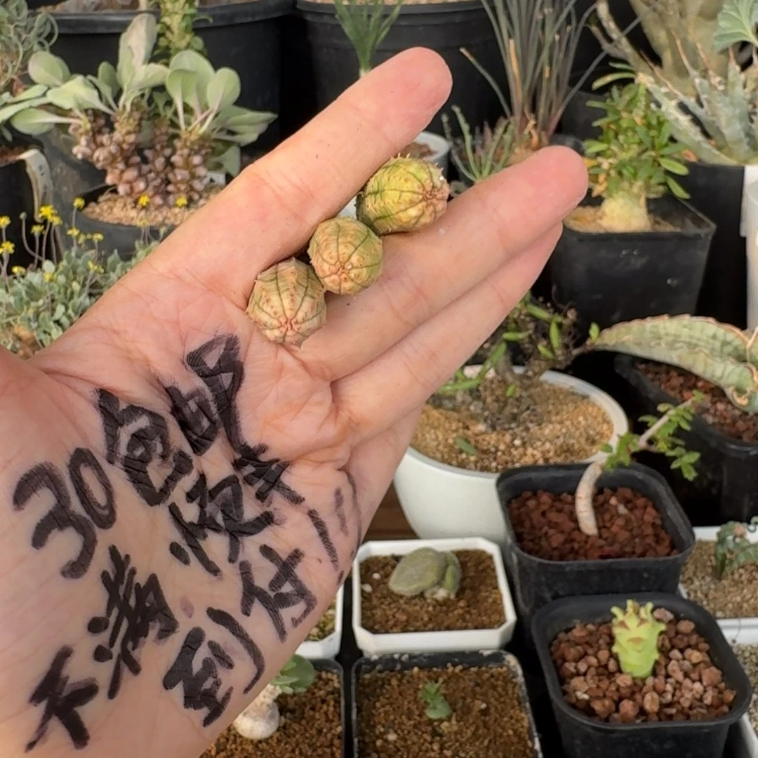 布纹球锦一物一拍多肉植物