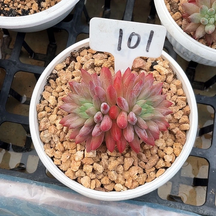 虞美人101号码牌子的话