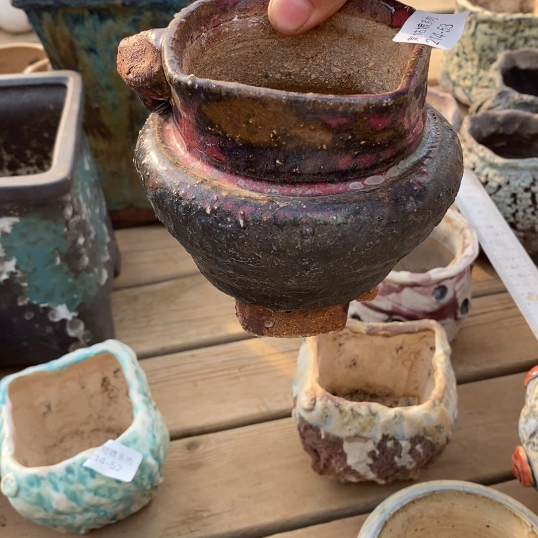 红陶燕**?53号多肉盆一个呀