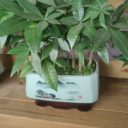 完全开放发财土培