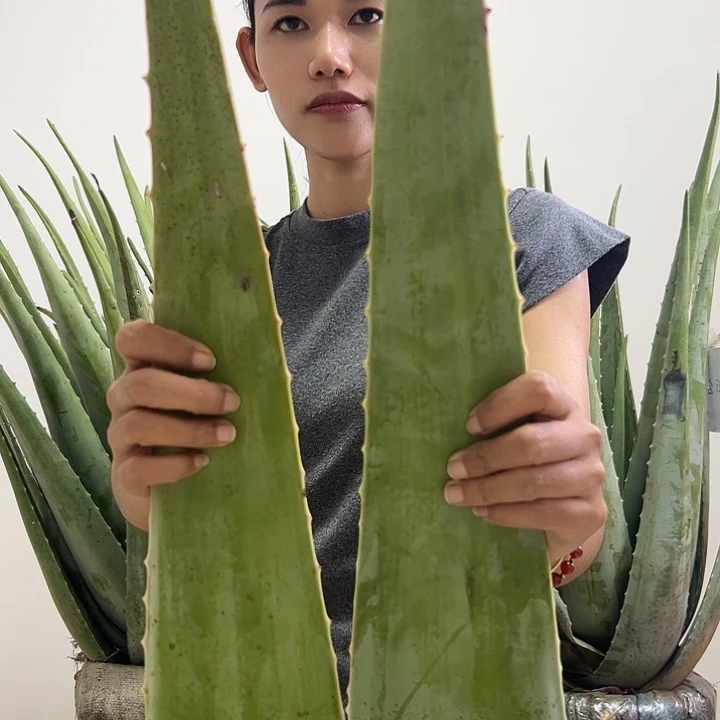 无花朵食用库拉索芦荟叶片每片700g共计2片