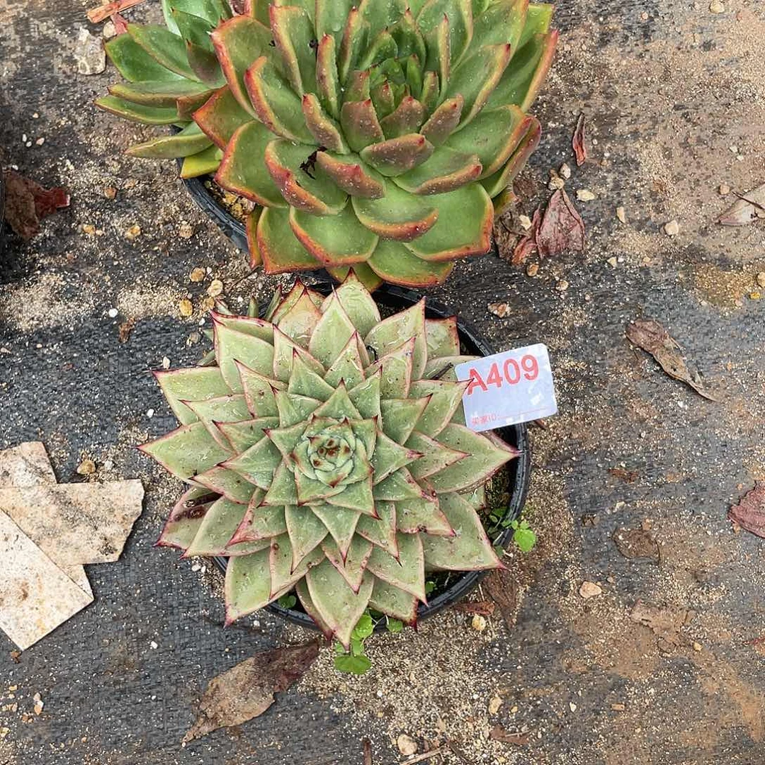 若如东云组拍A409