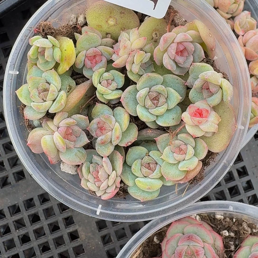 多肉植物多肉植物130