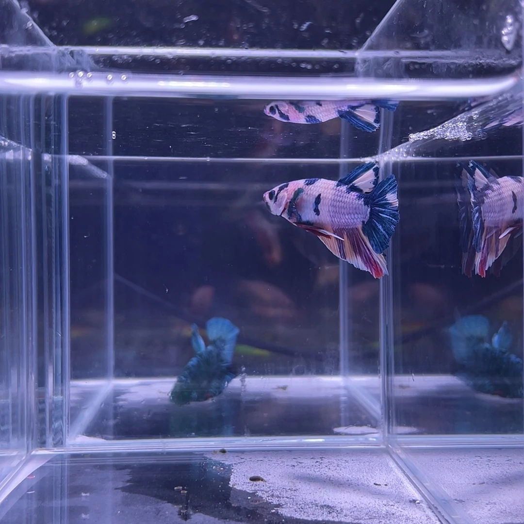 斗鱼可博泰斗092521