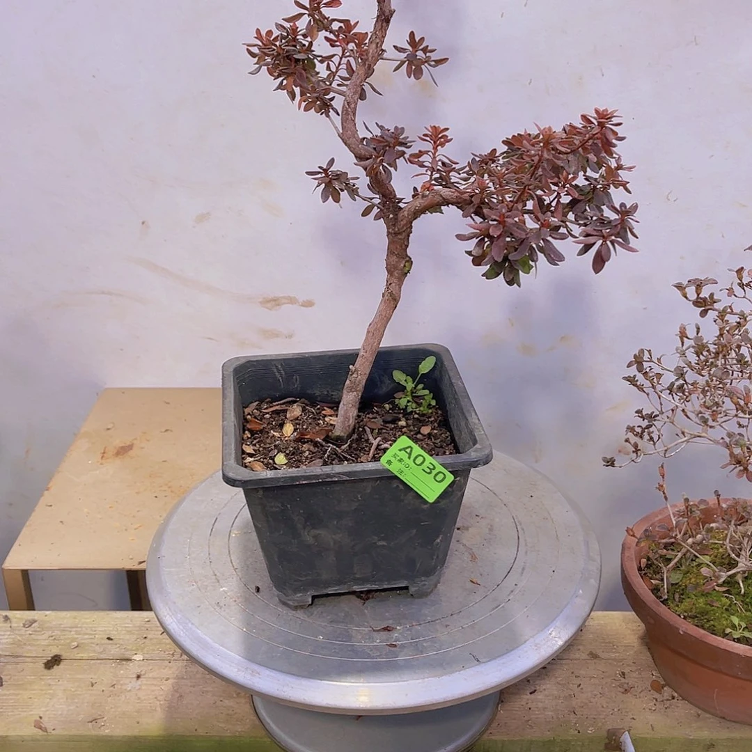 红陶直播时间一定一起