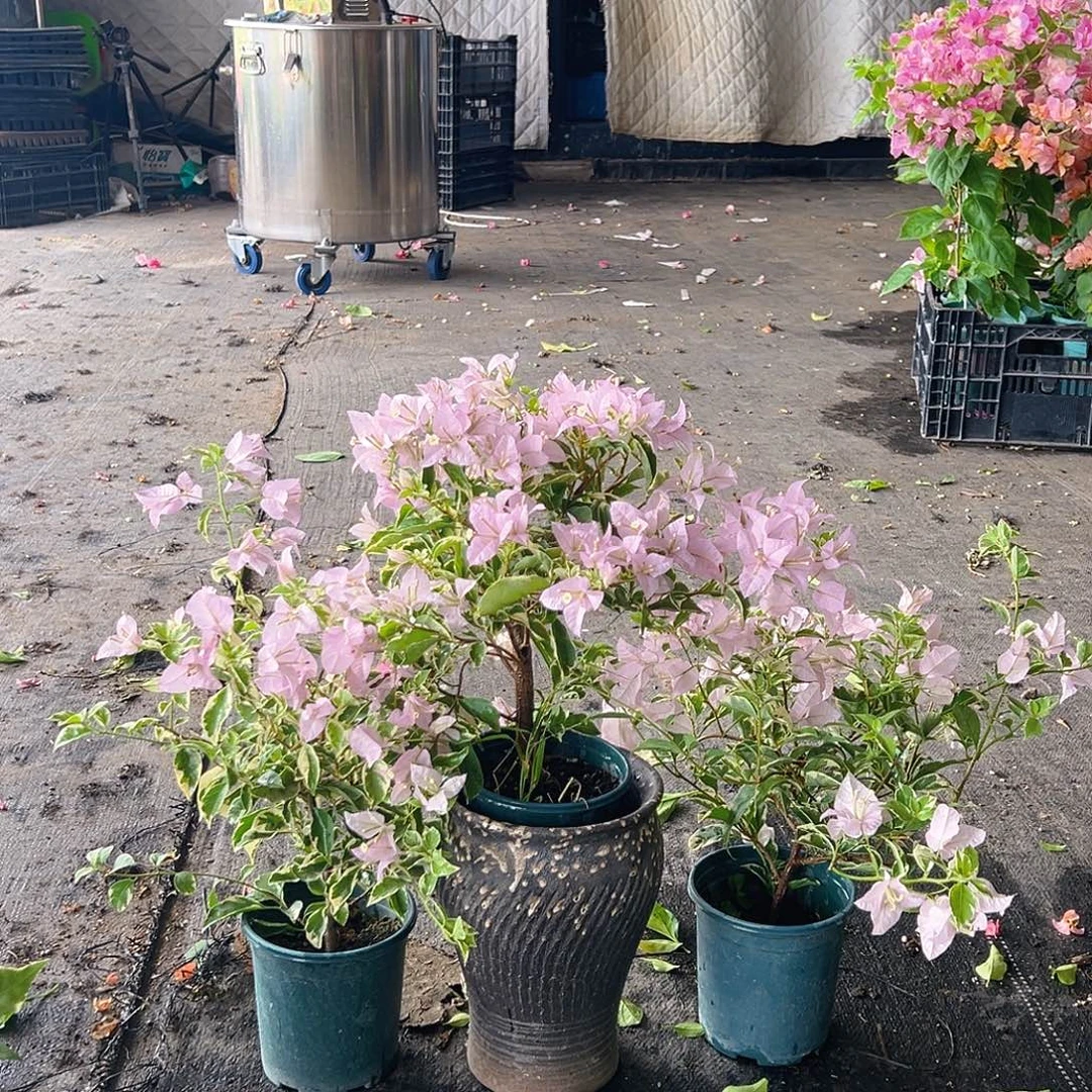 当前无花栽培后可以开花花叶苹果花掌中宝一颗