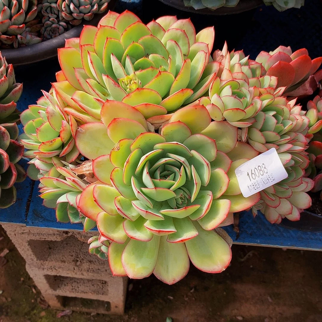 凸***凸         牡丹亭多肉16088