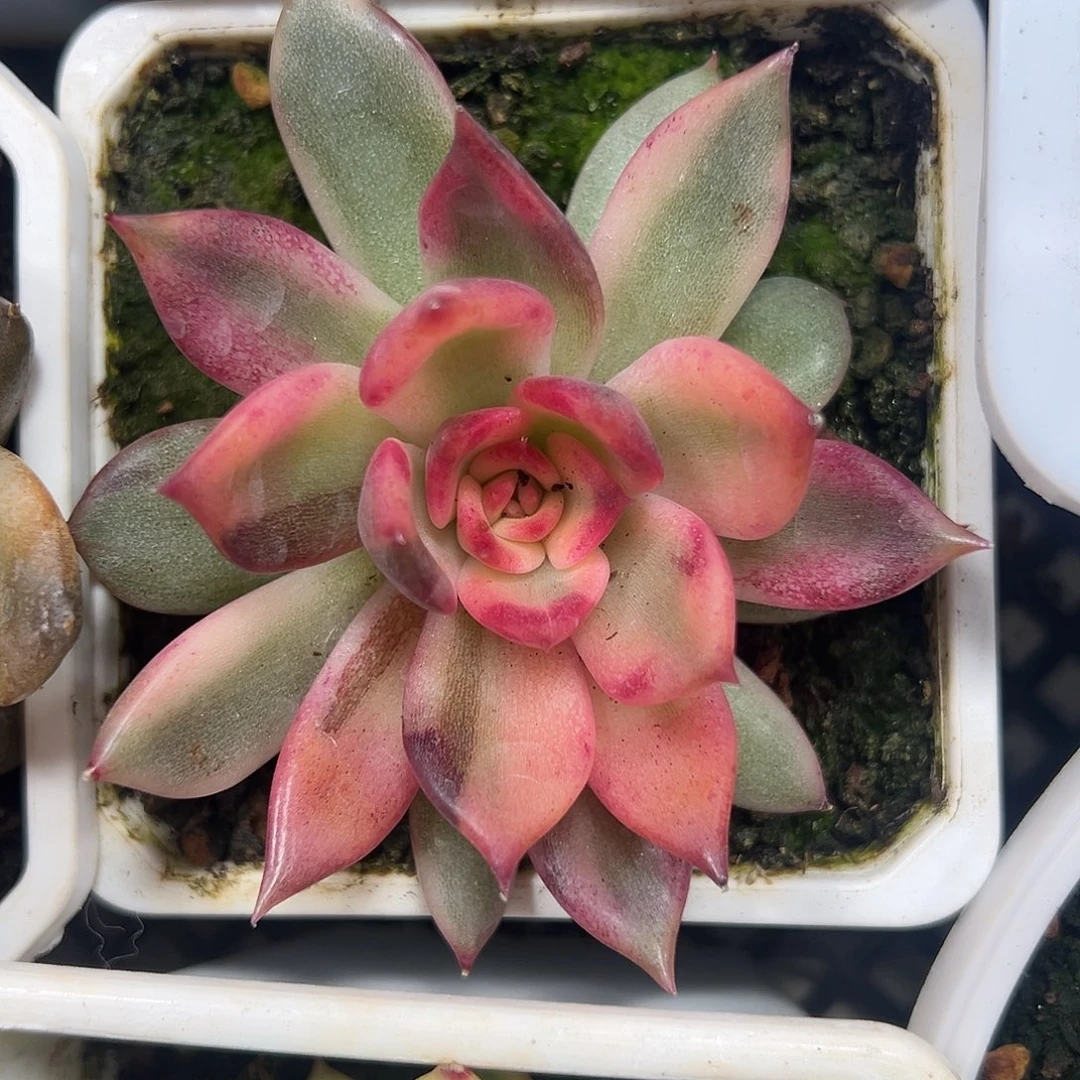 火焰玫瑰锦多肉植物