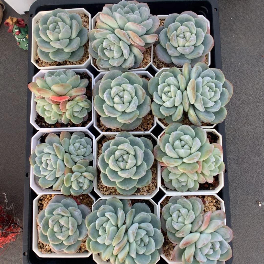 十二颗翡翠冰玉多肉