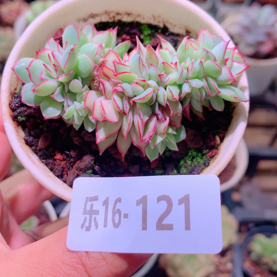 乐然16-121 月光女神缀化