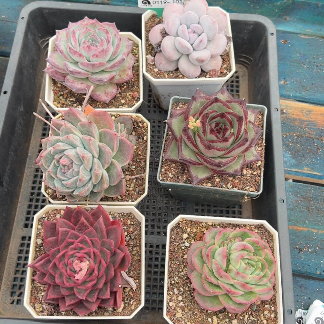 从前慢多肉精选编号0119.101