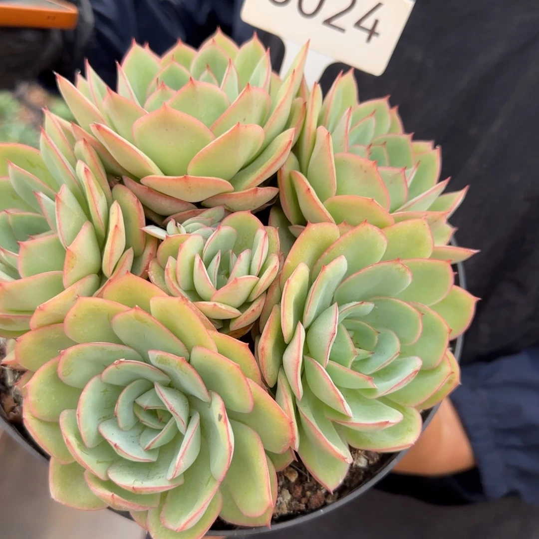 3024。     牡丹亭群