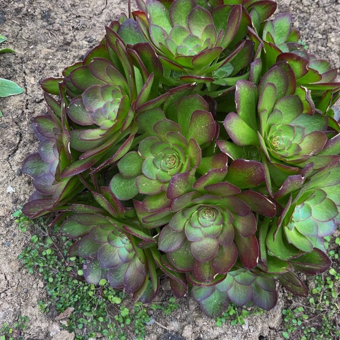 万圣夜多肉植物捧花
