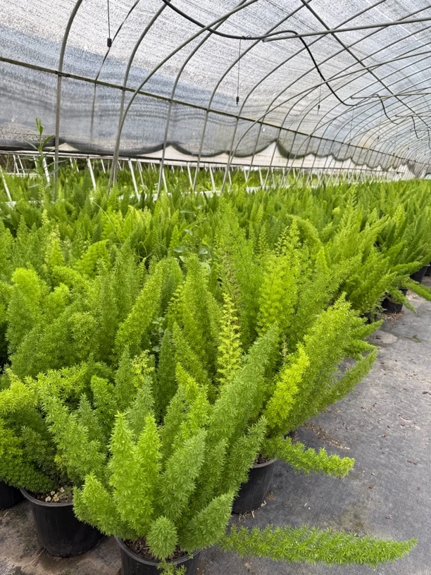 狐尾天门冬盆栽四季常青好养易活适合室内外庭院种植