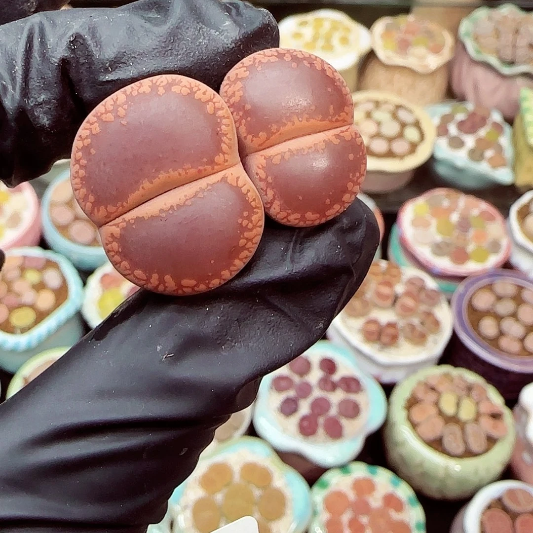 生石花满18包邮1219-94