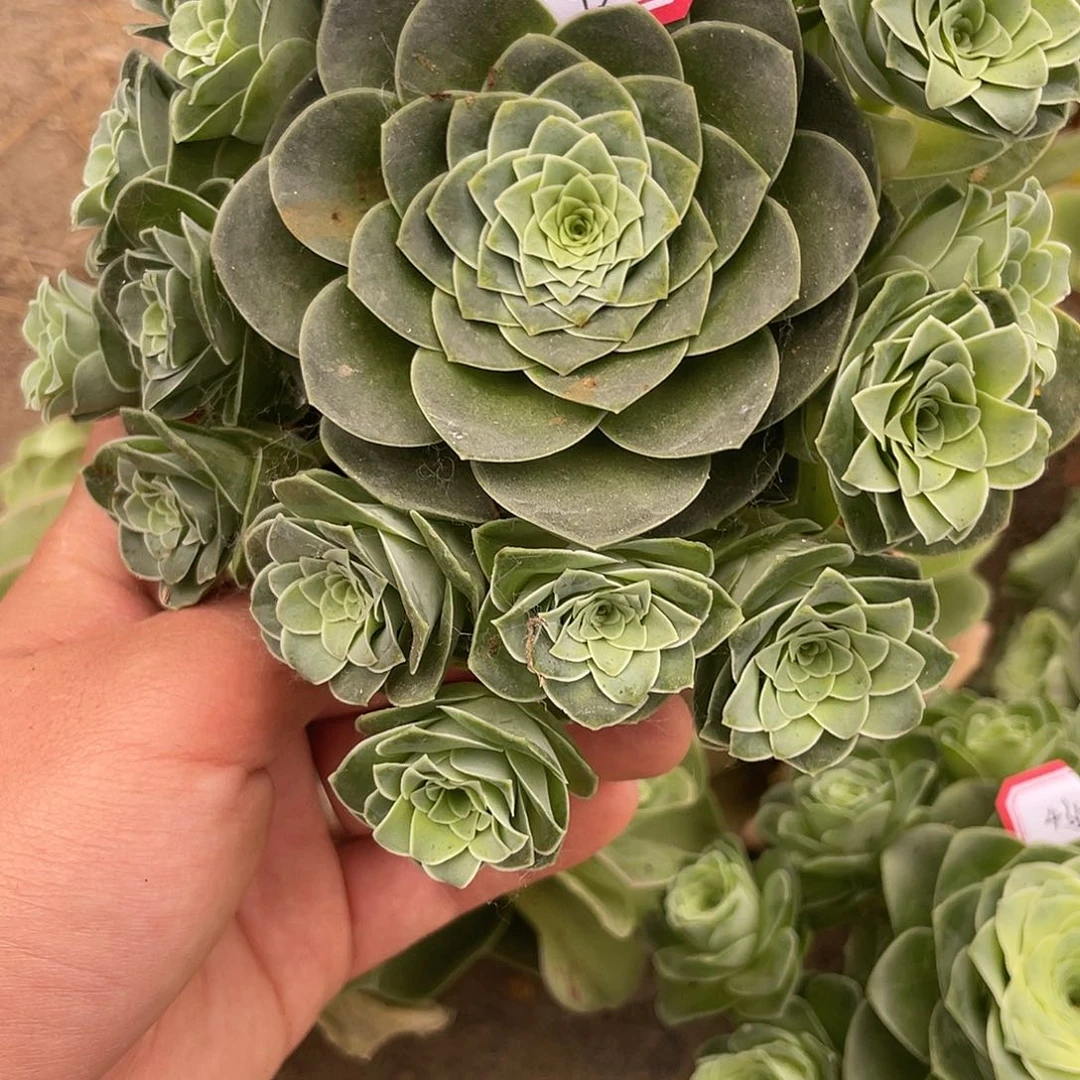 山地玫瑰多肉 436