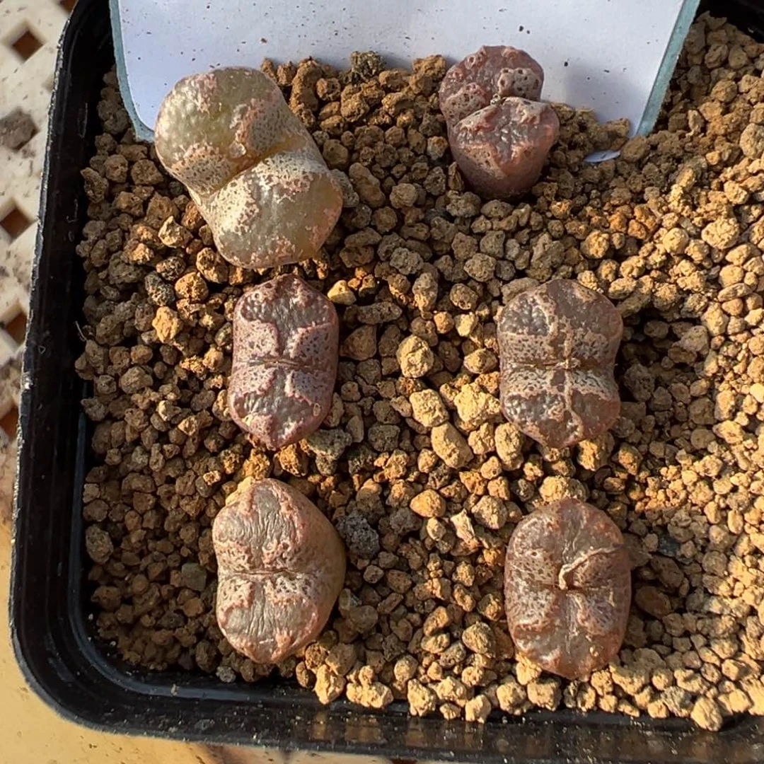 蜡***成18-85肉锥多肉植物