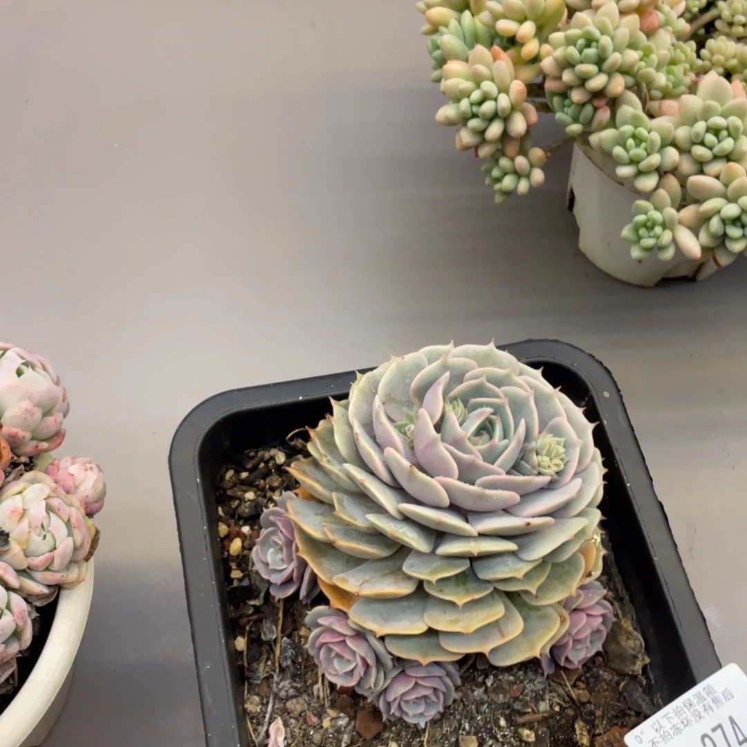 黑大帅多肉2.274路那莲