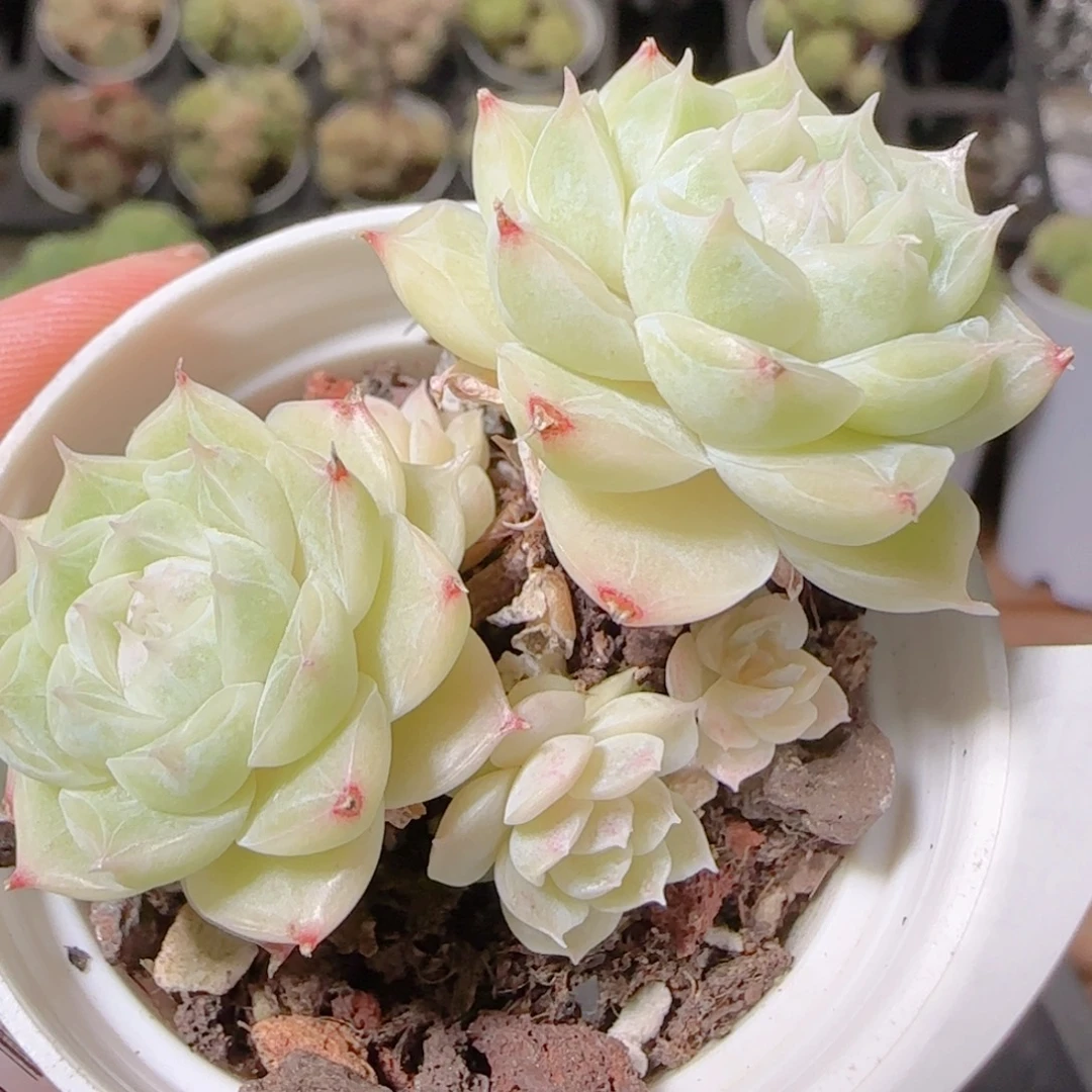 洋***.花语逸镜1101-184散女王