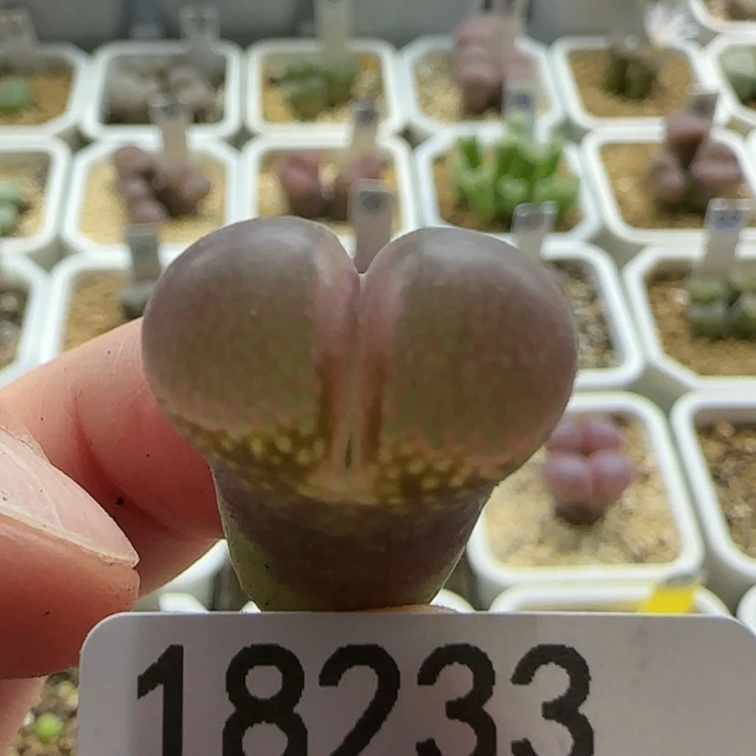 【闪购商品】18233开播福利