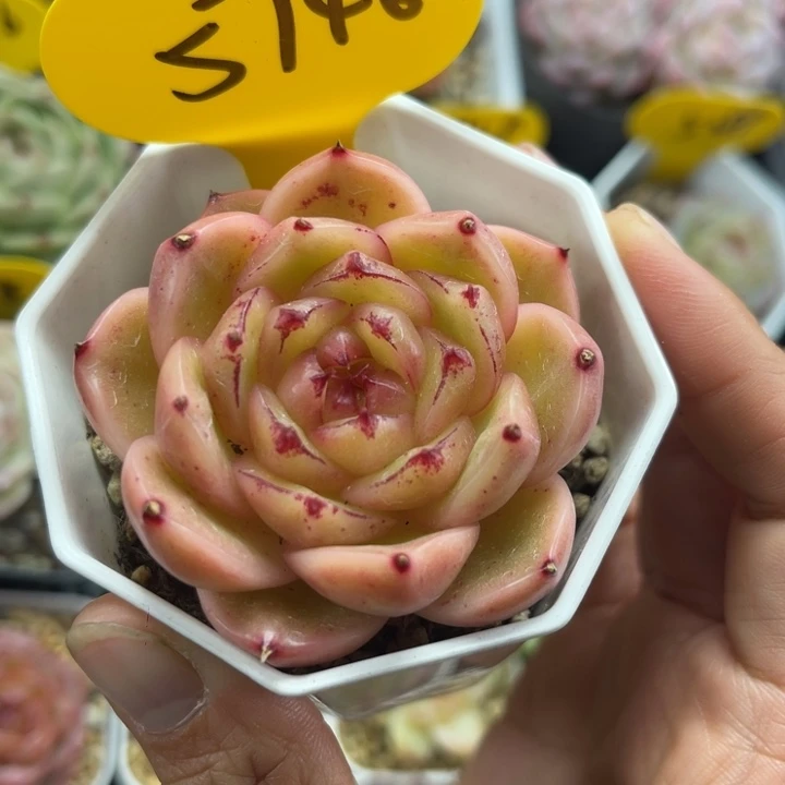 玉蕊珍妮单头5746