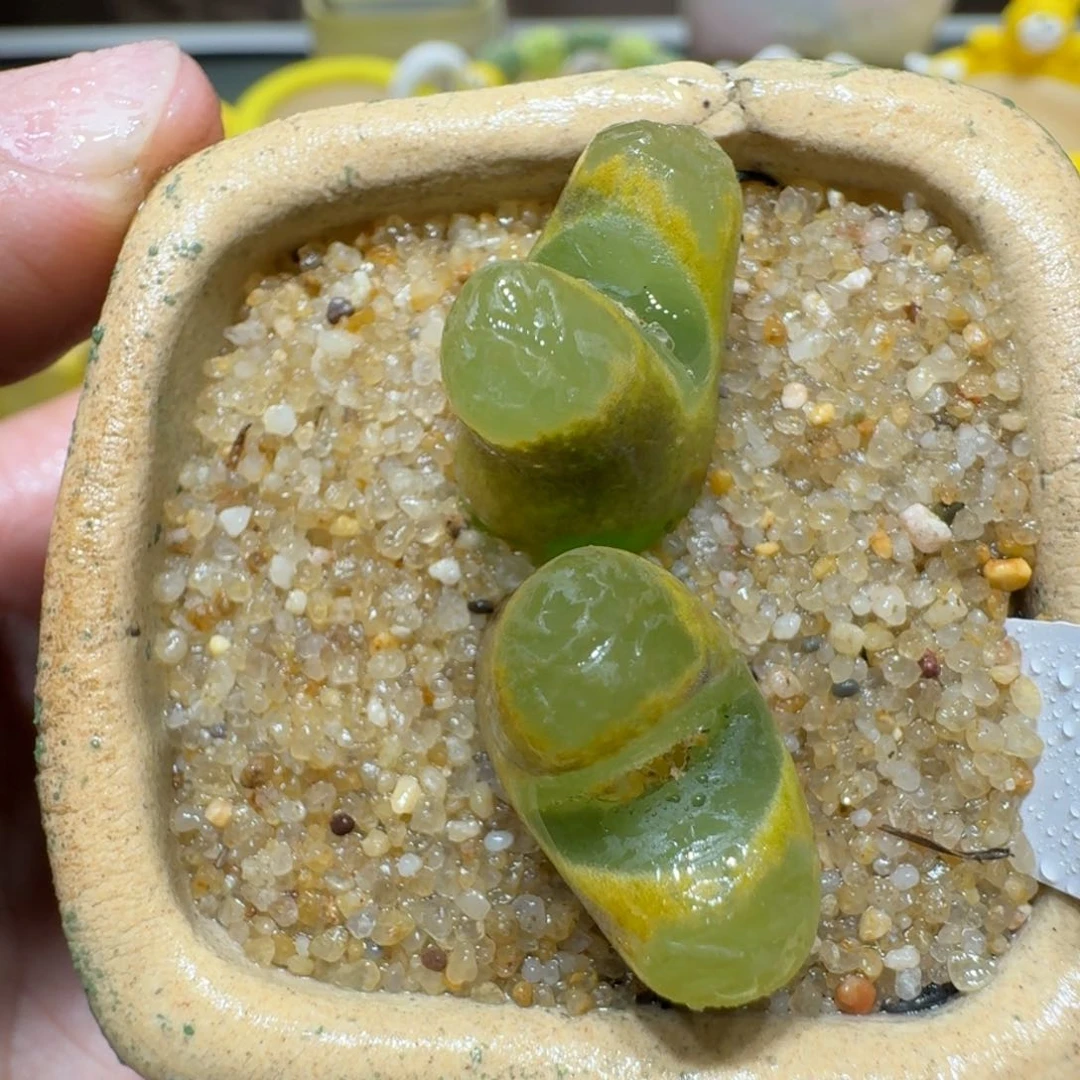 红陶蘑菇289风铃