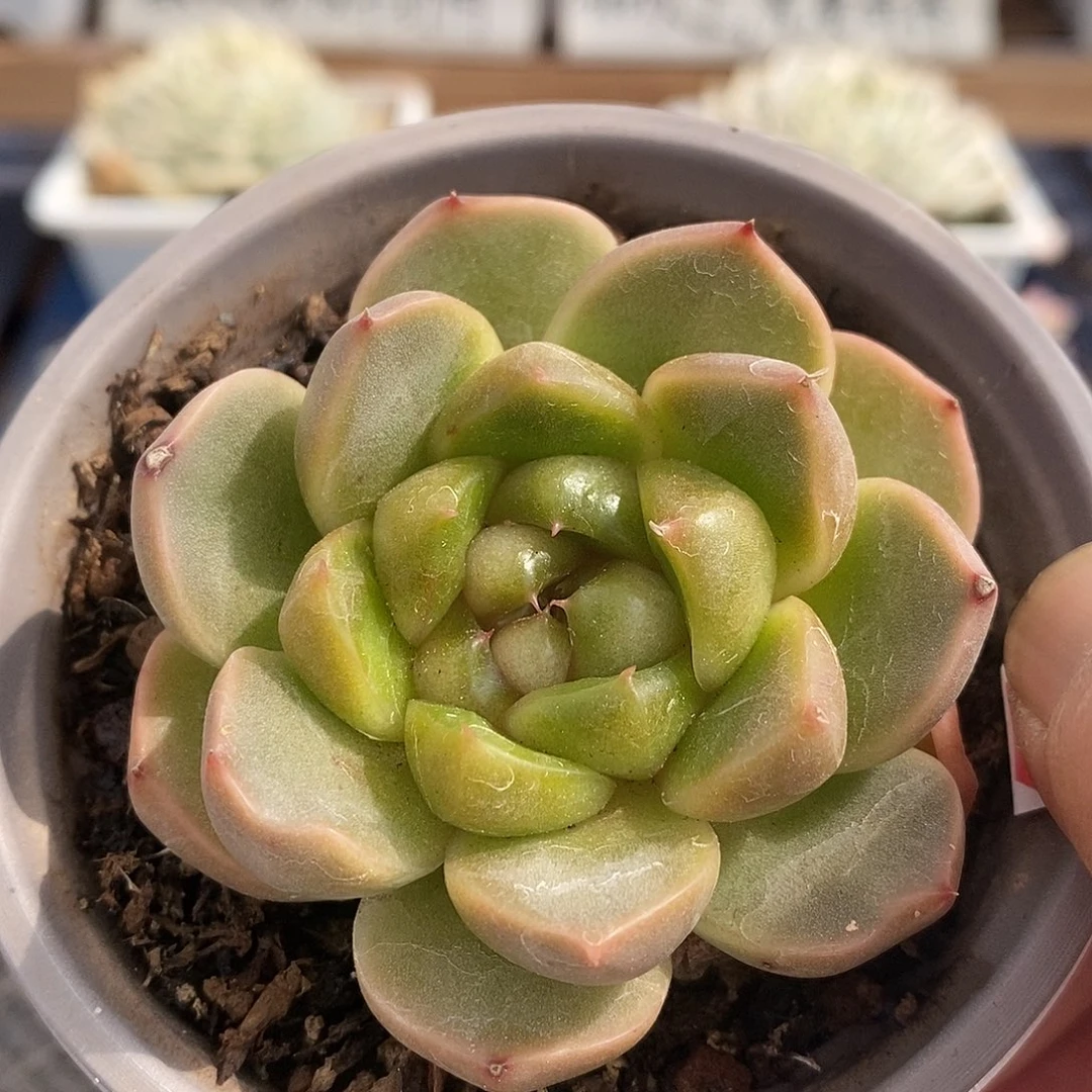 15280 皮艾拉珍妮
