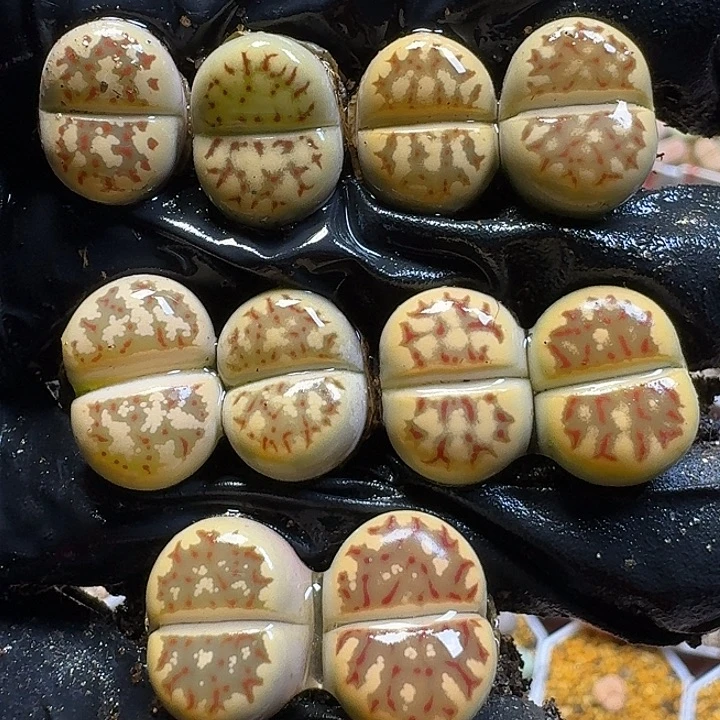 生石花122122。   190