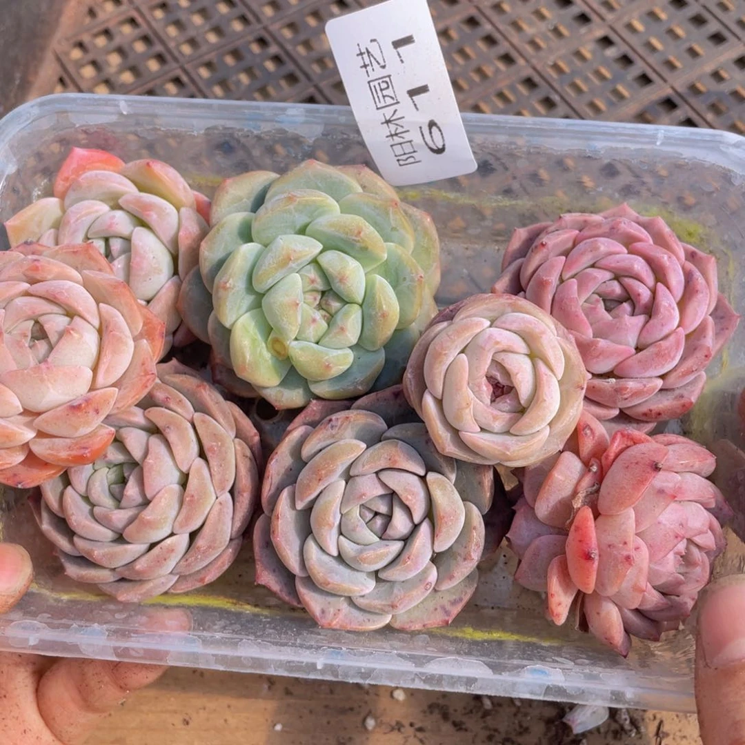 多肉植物多肉植物611