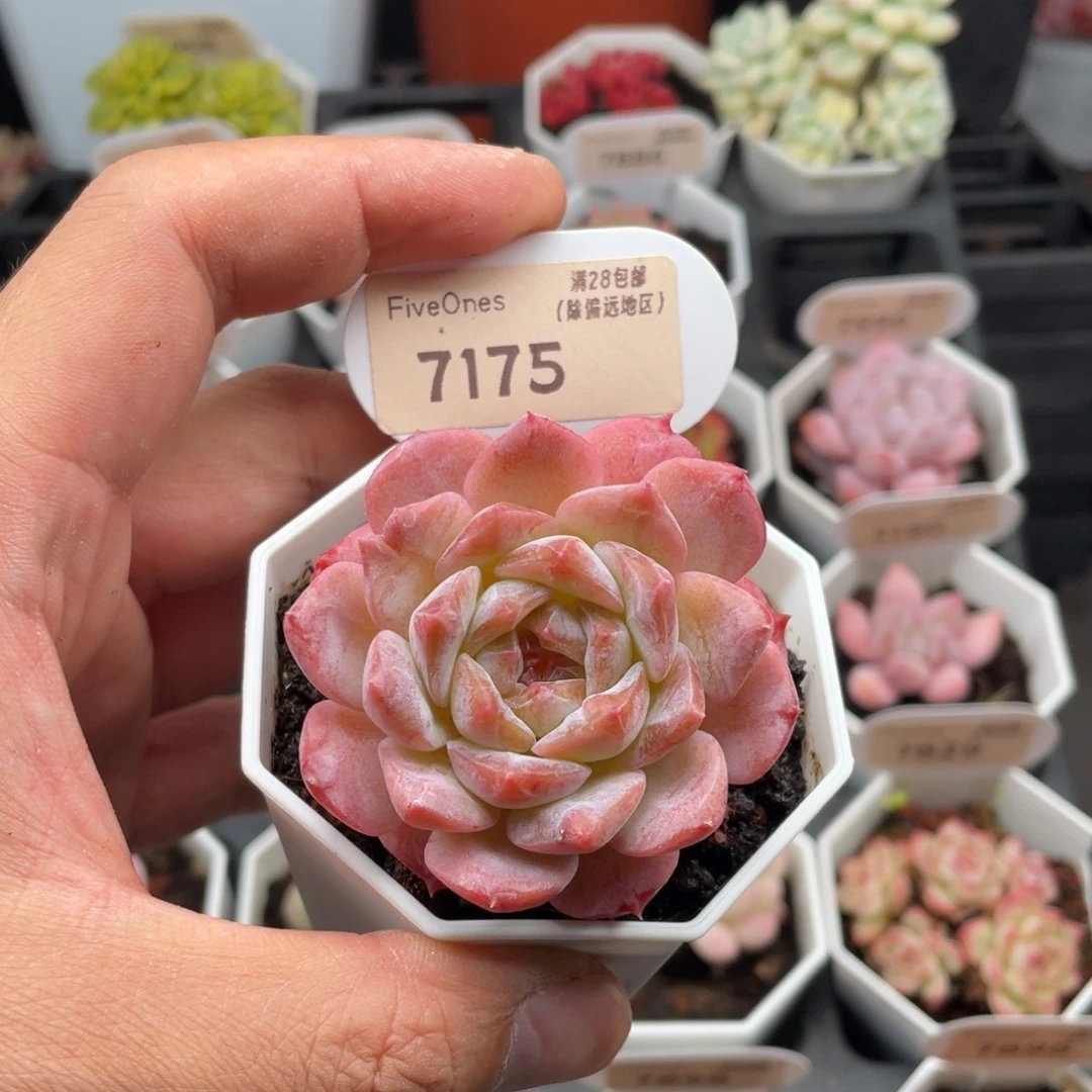 粉魄7175-5.5厘米