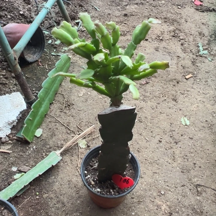 当前无花栽培后可以开花052  106