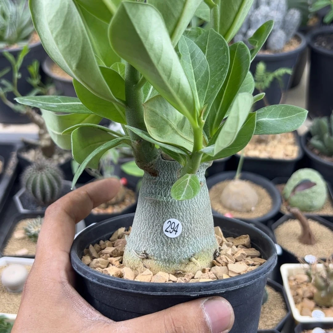 哥斯拉沙漠玫瑰一物一拍