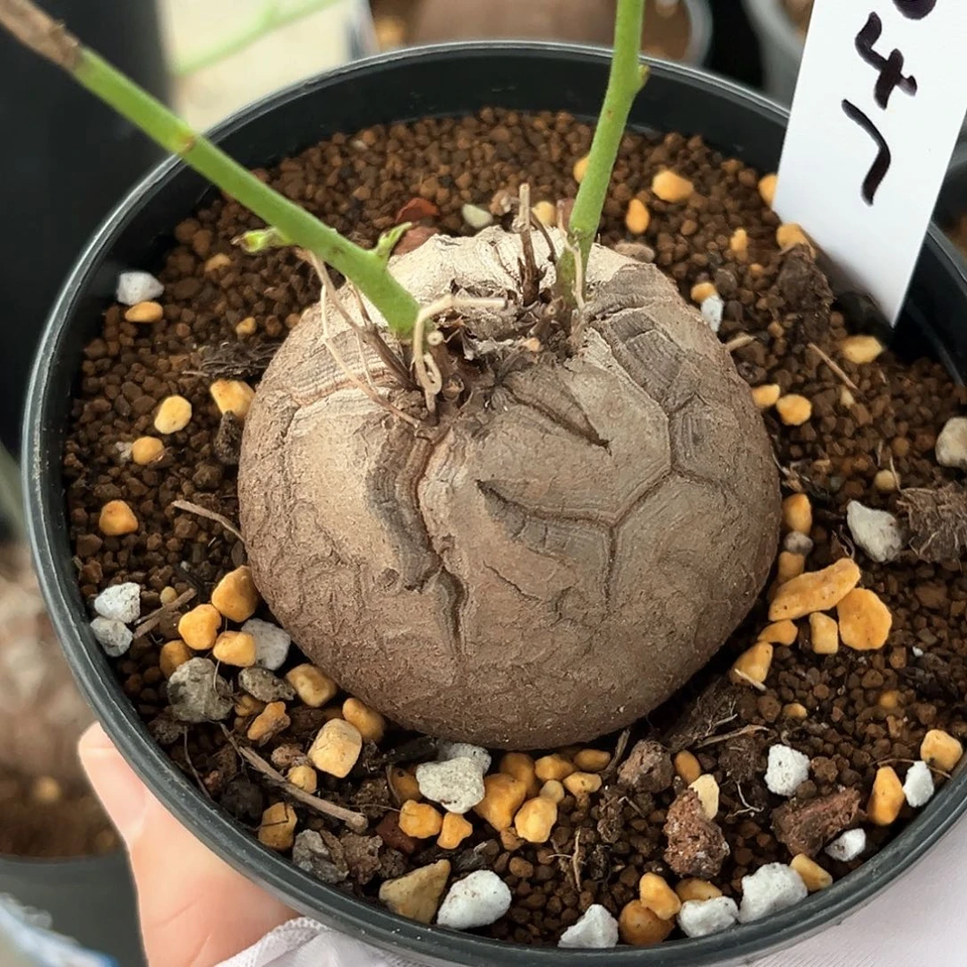 潮流植物南非龟，圆润，9047