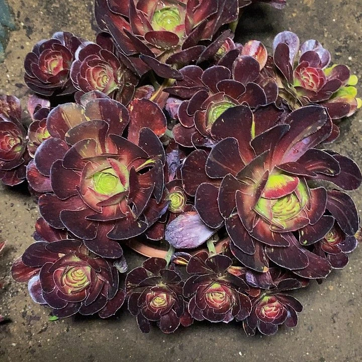 多肉植物保护研究所