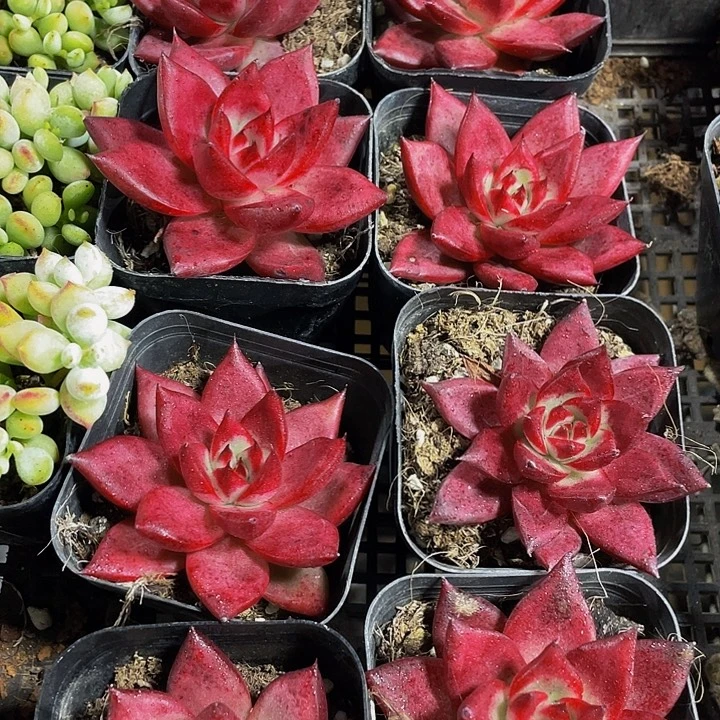 大血罗带盆土发货